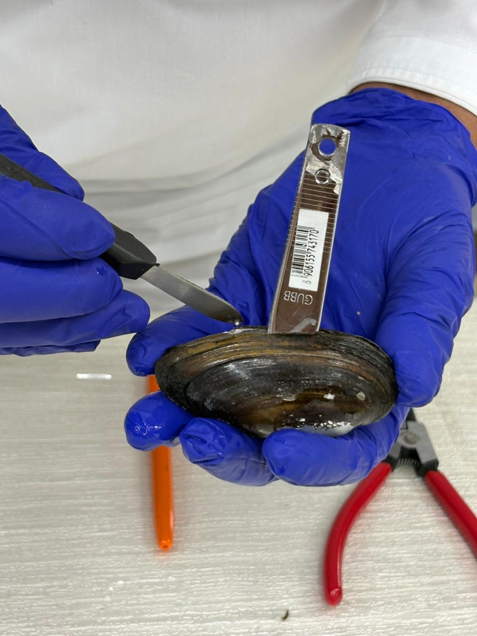 Oyster Surgery and Nucleus Implantation at Nova Pearl Farm